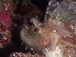 This leaf fish looks as though it has pearls all over its... by Yves Antoniazzo 